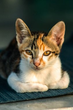 Calico yavruları, kendilerini güvende hissettiklerinde, hemen o bölgeyi bir yatağa çevirirler.