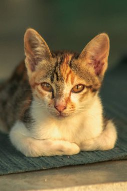 Calico yavruları, kendilerini güvende hissettiklerinde, hemen o bölgeyi bir yatağa çevirirler.