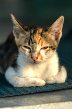 Calico yavruları, kendilerini güvende hissettiklerinde, hemen o bölgeyi bir yatağa çevirirler.