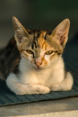 Calico yavruları, kendilerini güvende hissettiklerinde, hemen o bölgeyi bir yatağa çevirirler.