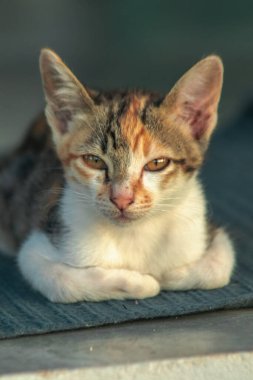 Calico yavruları, kendilerini güvende hissettiklerinde, hemen o bölgeyi bir yatağa çevirirler.