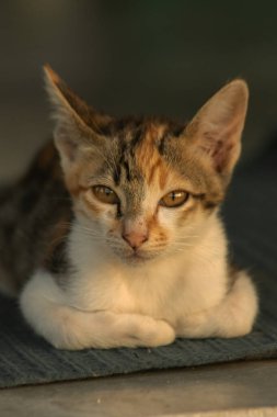 Calico yavruları, kendilerini güvende hissettiklerinde, hemen o bölgeyi bir yatağa çevirirler.