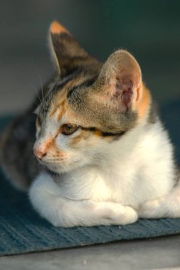 Calico yavruları, kendilerini güvende hissettiklerinde, hemen o bölgeyi bir yatağa çevirirler.