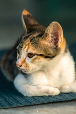 Calico yavruları, kendilerini güvende hissettiklerinde, hemen o bölgeyi bir yatağa çevirirler.