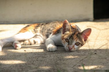 Calico yavruları, kendilerini güvende hissettiklerinde, hemen o bölgeyi bir yatağa çevirirler.