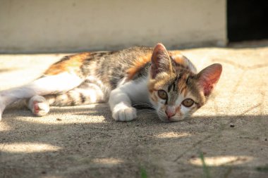 Calico yavruları, kendilerini güvende hissettiklerinde, hemen o bölgeyi bir yatağa çevirirler.