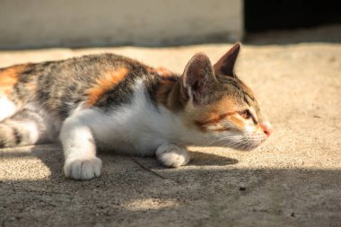 Calico yavruları, kendilerini güvende hissettiklerinde, hemen o bölgeyi bir yatağa çevirirler.