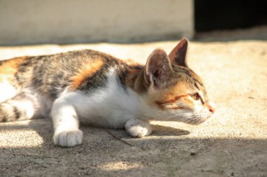 Calico yavruları, kendilerini güvende hissettiklerinde, hemen o bölgeyi bir yatağa çevirirler.