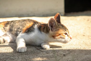Calico yavruları, kendilerini güvende hissettiklerinde, hemen o bölgeyi bir yatağa çevirirler.