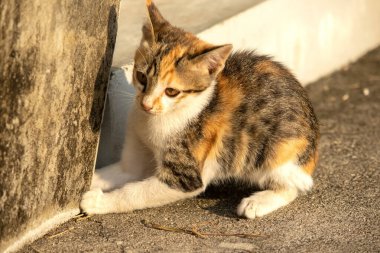 Bir yavru kedi yerde oturuyor ve gözlerinde tuhaf bir bakış var.