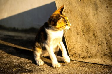 Bir yavru kedi yerde oturuyor ve gözlerinde tuhaf bir bakış var.