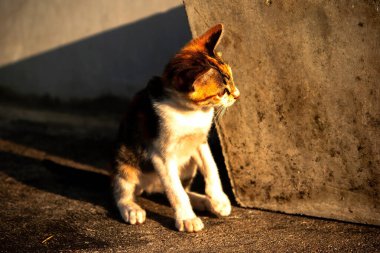 Bir yavru kedi yerde oturuyor ve gözlerinde tuhaf bir bakış var.