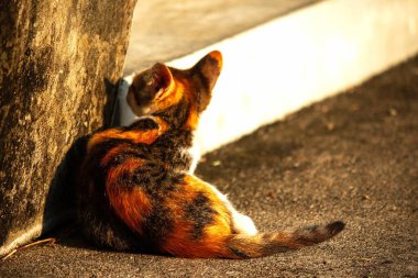 Bir yavru kedi yerde oturuyor ve gözlerinde tuhaf bir bakış var.