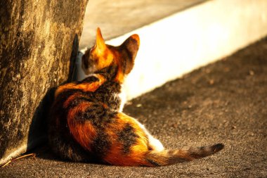 Bir yavru kedi yerde oturuyor ve gözlerinde tuhaf bir bakış var.