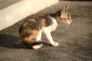 Bir yavru kedi yerde oturuyor ve gözlerinde tuhaf bir bakış var.