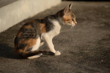 Bir yavru kedi yerde oturuyor ve gözlerinde tuhaf bir bakış var.