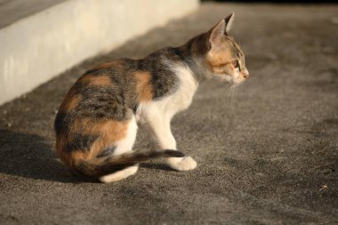 Bir yavru kedi yerde oturuyor ve gözlerinde tuhaf bir bakış var.