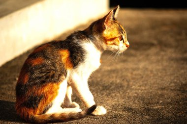 Bir yavru kedi yerde oturuyor ve gözlerinde tuhaf bir bakış var.