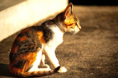 Bir yavru kedi yerde oturuyor ve gözlerinde tuhaf bir bakış var.