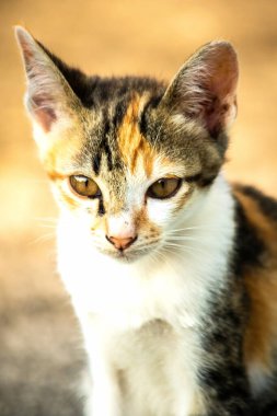 Bir yavru kedi yerde oturuyor ve gözlerinde tuhaf bir bakış var.