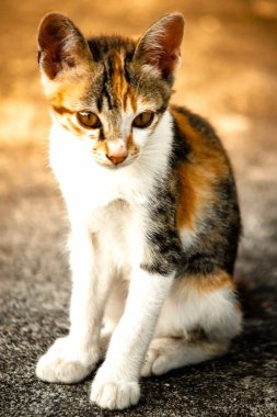 Bir yavru kedi yerde oturuyor ve gözlerinde tuhaf bir bakış var.