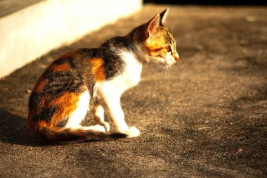 Bir yavru kedi yerde oturuyor ve gözlerinde tuhaf bir bakış var.