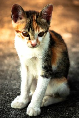 Bir yavru kedi yerde oturuyor ve gözlerinde tuhaf bir bakış var.