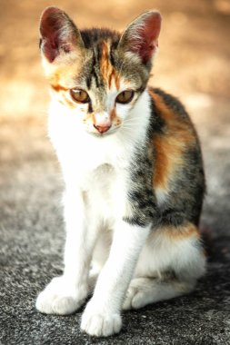 Bir yavru kedi yerde oturuyor ve gözlerinde tuhaf bir bakış var.