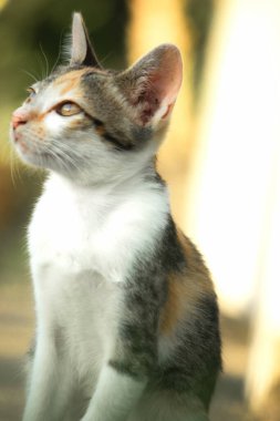 Bir yavru kedi yerde oturuyor ve gözlerinde tuhaf bir bakış var.