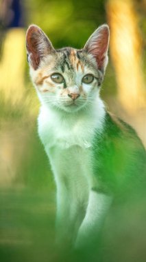 Bir yavru kedi yerde oturuyor ve gözlerinde tuhaf bir bakış var.
