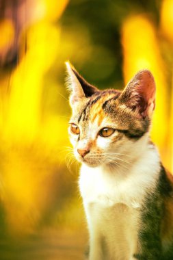Bir yavru kedi yerde oturuyor ve gözlerinde tuhaf bir bakış var.