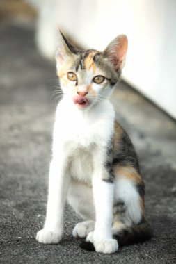 Bir yavru kedi yerde oturuyor ve gözlerinde tuhaf bir bakış var.