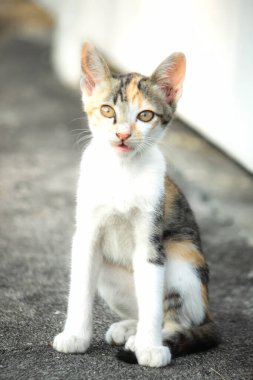 Bir yavru kedi yerde oturuyor ve gözlerinde tuhaf bir bakış var.