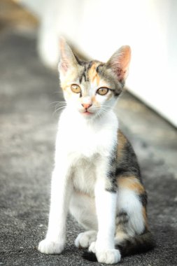 Bir yavru kedi yerde oturuyor ve gözlerinde tuhaf bir bakış var.