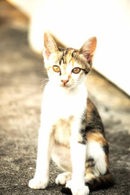 Bir yavru kedi yerde oturuyor ve gözlerinde tuhaf bir bakış var.