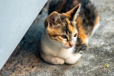 Bir yavru kedi yerde oturuyor ve gözlerinde tuhaf bir bakış var.