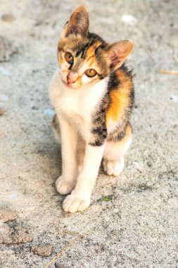 Bir yavru kedi yerde oturuyor ve gözlerinde tuhaf bir bakış var.