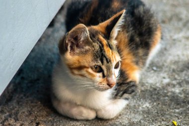 Bir yavru kedi yerde oturuyor ve gözlerinde tuhaf bir bakış var.