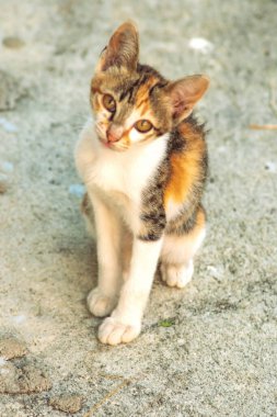 Bir yavru kedi yerde oturuyor ve gözlerinde tuhaf bir bakış var.