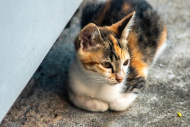 Bir yavru kedi yerde oturuyor ve gözlerinde tuhaf bir bakış var.