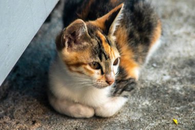 Bir yavru kedi yerde oturuyor ve gözlerinde tuhaf bir bakış var.