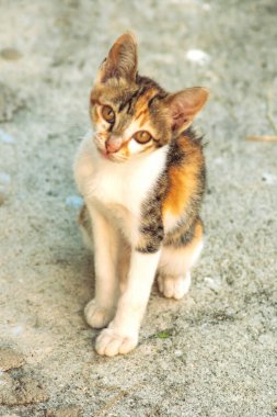 Bir yavru kedi yerde oturuyor ve gözlerinde tuhaf bir bakış var.