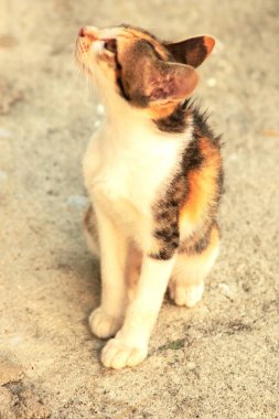Bir yavru kedi yerde oturuyor ve gözlerinde tuhaf bir bakış var.