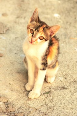 Bir yavru kedi yerde oturuyor ve gözlerinde tuhaf bir bakış var.