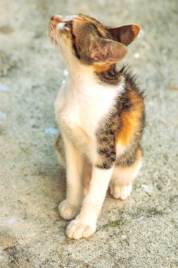 Bir yavru kedi yerde oturuyor ve gözlerinde tuhaf bir bakış var.