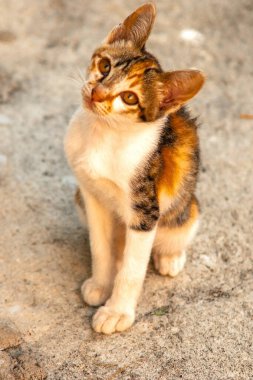 Bir yavru kedi yerde oturuyor ve gözlerinde tuhaf bir bakış var.