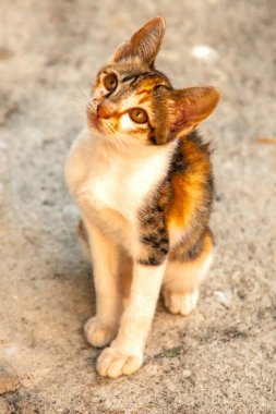 Bir yavru kedi yerde oturuyor ve gözlerinde tuhaf bir bakış var.