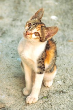 Bir yavru kedi yerde oturuyor ve gözlerinde tuhaf bir bakış var.