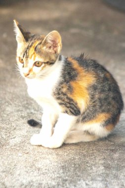 Bir yavru kedi yerde oturuyor ve gözlerinde tuhaf bir bakış var.