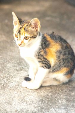 Bir yavru kedi yerde oturuyor ve gözlerinde tuhaf bir bakış var.